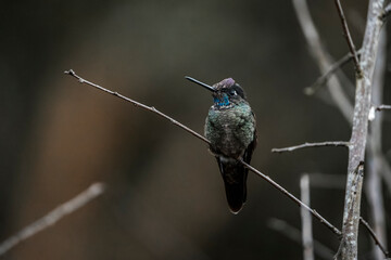 hummingbird bird sitting on branch in Costa Rica wildlife avian