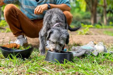 Mixed breed dog eating from bowl in a park with its owner