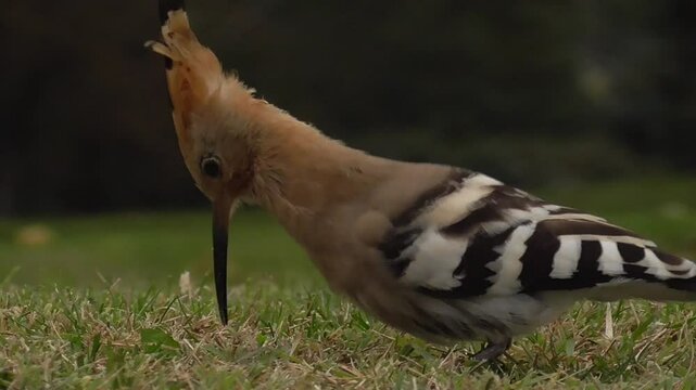 Eurasian Hoopoe (Upupa epops) Feeding on the Ground on Short Grassland