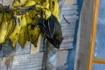 A short-nosed fruit bat feasting on bananas at Dosdewa, Karimganj, Assam, India