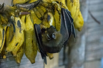A short-nosed fruit bat feasting on bananas at Dosdewa, Karimganj, Assam, India