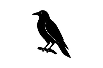 Fototapeta premium Black Silhouette of a Perched Crow Looking Left
