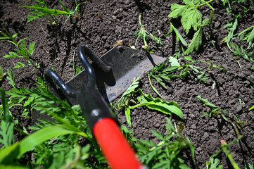 Cleaning the top layer of soil in the garden from plants. Removing weeds in the home garden. 
