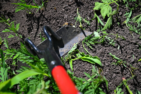 Cleaning the top layer of soil in the garden from plants. Removing weeds in the home garden. 