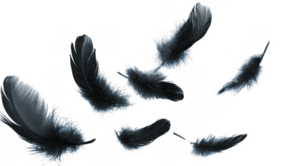 Several black feathers are scattered and falling, isolated on a transparent background