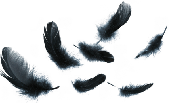 Several black feathers are scattered and falling, isolated on a transparent background
