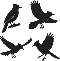 The Vibrant Elegance of the Blue Jay Nature’s Feathered Jewel silhouettes black and white