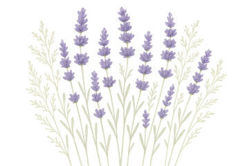 Naklejka premium Soft lavender blooms lining garden edge, showcasing delicate purple petals and silvery leaves against clean transparent backdrop
