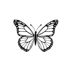 Fototapeta premium Monarch Butterfly Line Art: An elegant monochrome illustration depicting a monarch butterfly's intricate wing patterns and delicate body.
