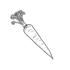 Carrot Illustration: A simple line art drawing depicts a single carrot with its vibrant green top, showcasing fresh, organic detail.