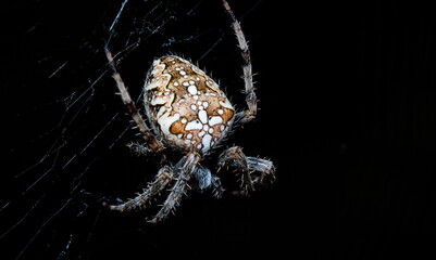 spider on a web