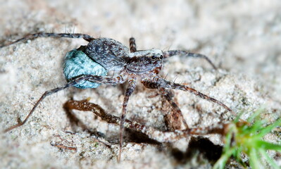 macro of a spider
