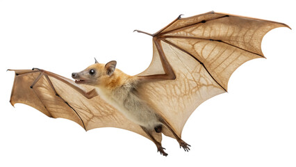 Obraz premium Straw-coloured fruit bat Eidolon helvum bat migration isolated on white background PNG. AI GENERATED.