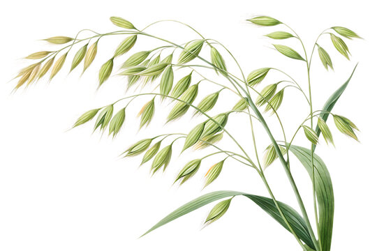 oat plant on AI generated by PNG