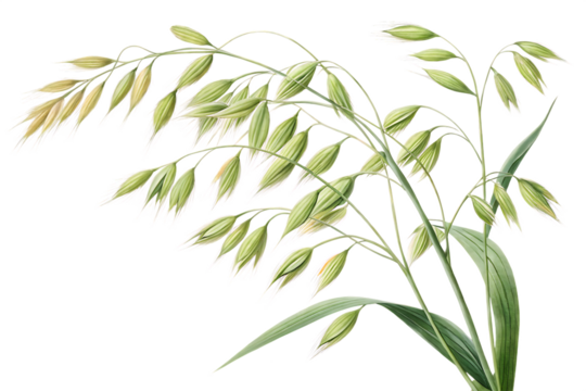 oat plant on AI generated by PNG