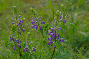 Lupine Spikes in the process of opening their blooms