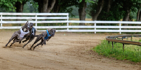 Greyhounds Racing on a Dirt Track During a Dog Race Event in Denmark for Sport and Competition