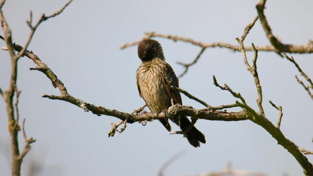Slow Motion Close-Up of Female Red-Winged Blackbird (Agelaius phoeniceus) On Summer Day