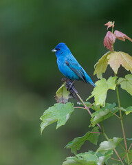 Indigo Bunting