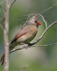 Female Northern Cardinal