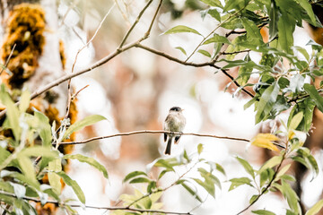 Small songbird perched on a slender branch amidst green leaves in a sunlit garden