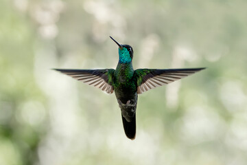 Obraz premium hummingbird in flight