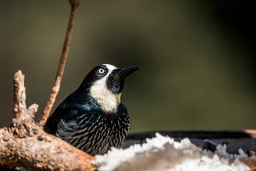 woodpecker on a branch in Costa Rica bird avian