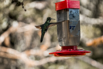 Green hummingbird feeding from red nectar feeder in spring garden with blurred background © PIC by Femke
