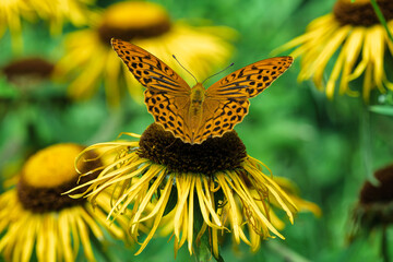 A Beautiful Butterfly, Argynnis paphia, Delicately Perched on a Vibrant Yellow Flower in Full Bloom