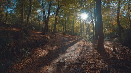 Obraz premium Sunlit forest path in autumn