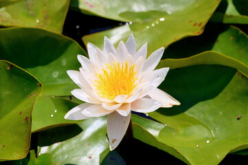 A beautiful white water lily with a bright yellow center, prominently featured amongst lush green...