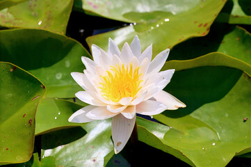 A beautiful white water lily with a bright yellow center, prominently featured amongst lush green...