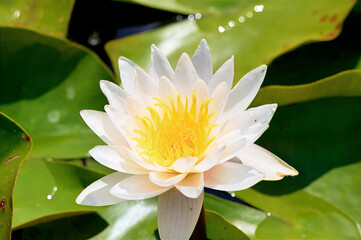 A beautiful white water lily with a bright yellow center, prominently featured amongst lush green...