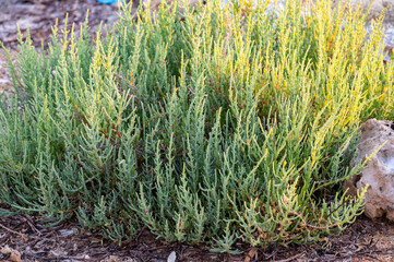Botanical collection, tasty green edible sea succulent plant, Salicornia or sea glassworth weed,...