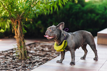 Photo, portrait of a standing puppy of a beautiful young dog of the pug breed, French bulldog in a...