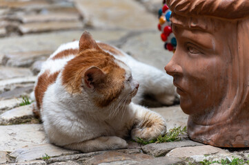 Cat resting near objects of Sicilian folk art, traditional flower pots in  form of heads, colourful...