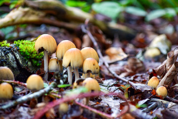 Setas entre las hojas