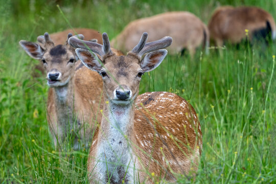 Damhirsche in ihrem nat&uuml;rlichen Lebensraum: Wildbeobachtung, Verhalten, Lebensweise, Schutzma&szlig;nahmen und Artenvielfalt.