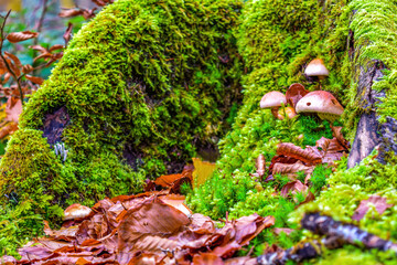 Musgo y setas