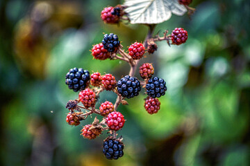 Moras