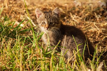 Portrait stray stick kitten closeup