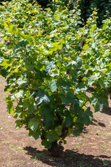 Wine industry on Sicily, green vineyards of grillo grapes near Trapani and Marsala famous wine making regions, South of Italy