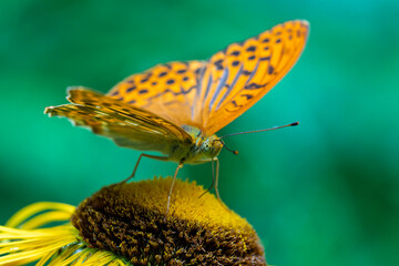 A Beautiful Butterfly, Argynnis paphia, Delicately Perched on a Vibrant Yellow Flower in Full Bloom
