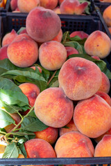New harvest of fresh ripe sweet yellow-red peaches fruits in Provence, south France