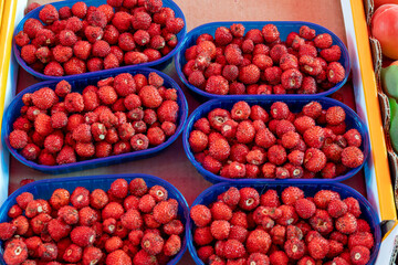 Box of fresh aromatic ripe red wild fragolino strawberries for sale in small town Nemi, Castelli Romani, near Rome, Italy