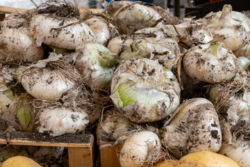 New harvest of white Sicilian onion vegetable on market in Palermo, Sicily, close up