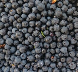 fresh wild blueberries background