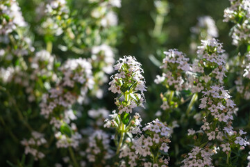 Spring blossom of pink aromatic kitchen herb thyme in garden