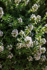 Spring blossom of pink aromatic kitchen herb thyme in garden
