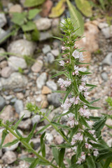 Close-up of wild plant with flowers